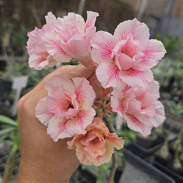 Rosa do Deserto LM-23 Enxerto em Estaca