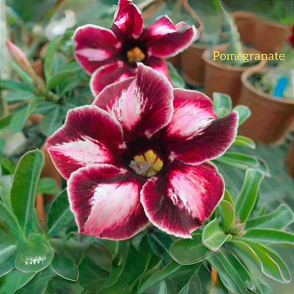 Rosa do Deserto Enxerto Pomegranate RC-024 Muda Baby