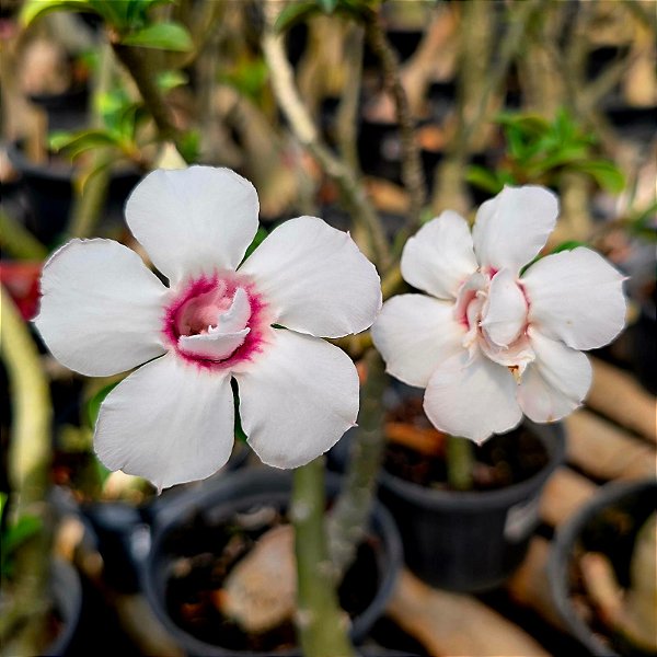 Rosa do Deserto Enxerto Saammuumee RC-036 Muda Baby