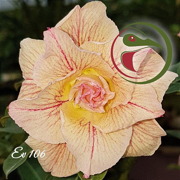 Rosa do Deserto Enxerto EV-106 Muda Baby