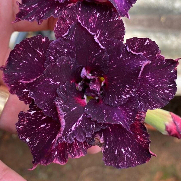 Rosa do Deserto Enxerto Céu Estrelado Muda Baby