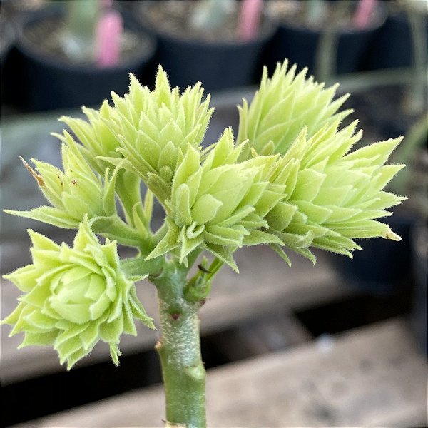 Rosa do Deserto Enxerto Green Elf Muda Baby