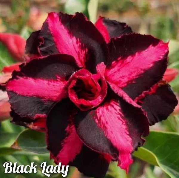 Rosa do Deserto Enxerto Black Lady Muda Baby