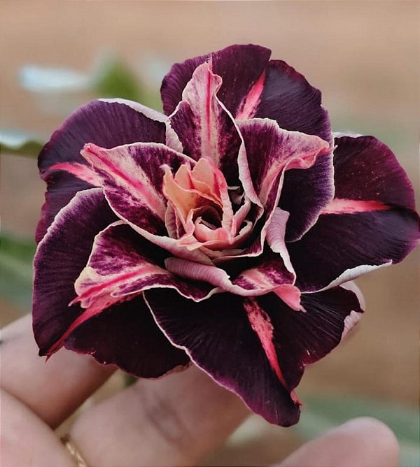 Rosa do Deserto Enxerto dakota Muda Baby