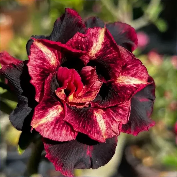 Rosa do Deserto Enxerto Vampira Muda Baby