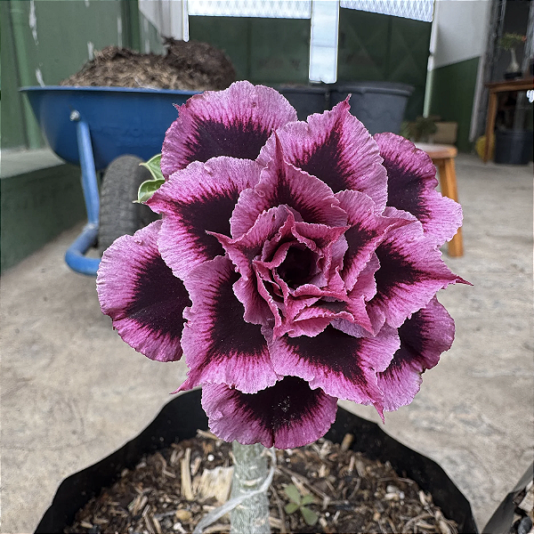 Rosa do Deserto Enxerto Lm-741 Muda Baby