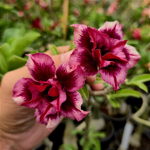 Rosa do Deserto Enxerto Double Blue Boy Perfumada Muda Baby