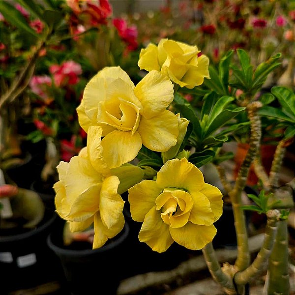 Rosa do Deserto Enxerto Dourada Muda Baby Amarela