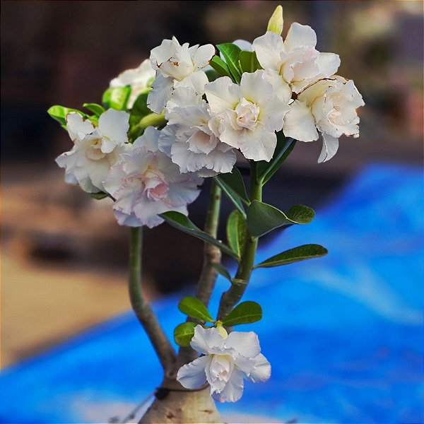 Rosa do Deserto Enxerto GF-103 Branca Muda Baby