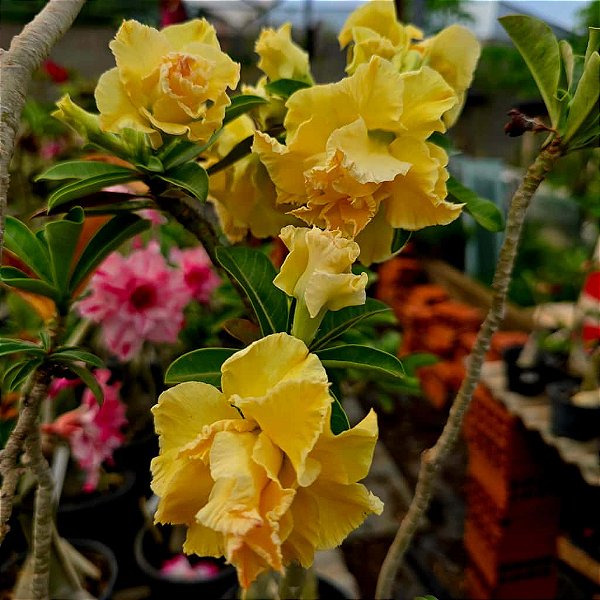 Rosa do Deserto Enxerto Golden Dragon Muda Baby Amarela