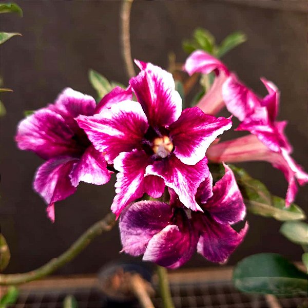 Rosa do Deserto Enxerto Barbie Girl Perfumada Muda Baby