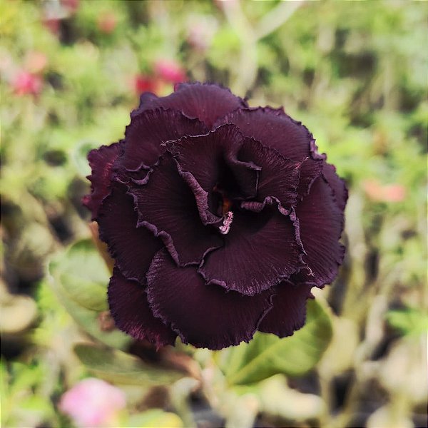 Rosa do Deserto Enxerto L-5 Negra Muda Baby