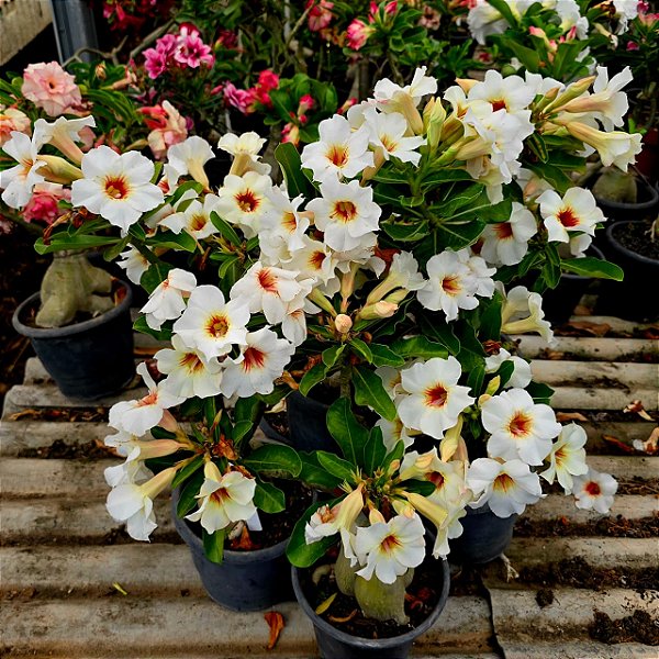 Rosa do Deserto Enxerto NR-12 Muda Baby