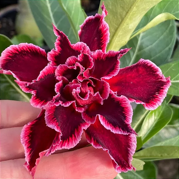 Rosa do Deserto Enxerto Serena Muda Baby