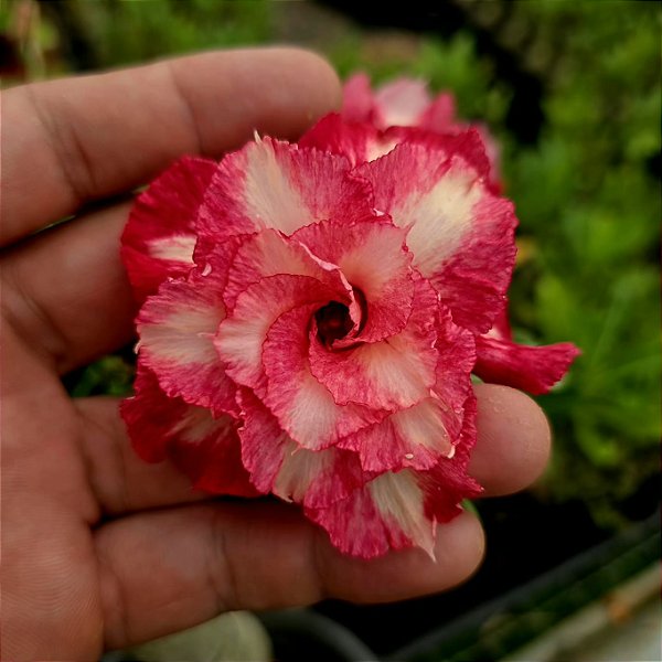 Rosa do Deserto Enxerto Lbg1 Muda Baby