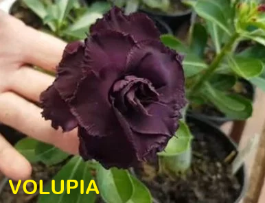 Rosa do Deserto Enxerto Volupia Muda Baby