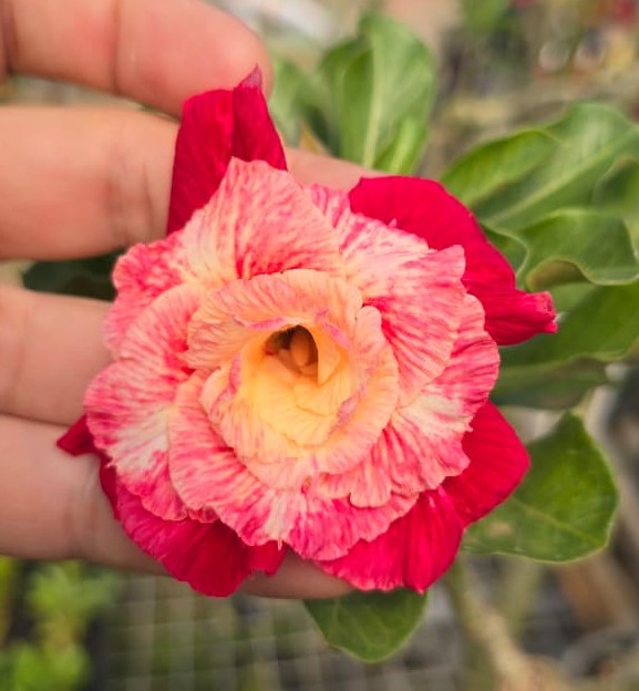 Rosa do Deserto Enxerto Fidamãe Muda Baby