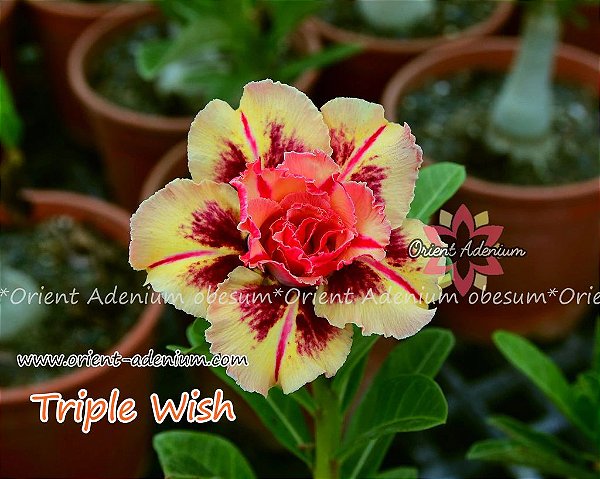 Rosa do Deserto Enxerto Triple Wish Muda Baby