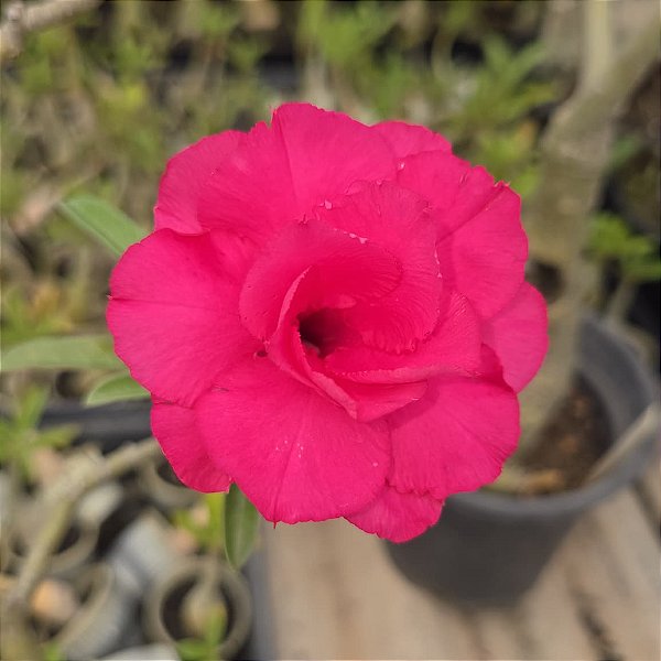 Rosa do Deserto Enxerto TW-4 Muda Baby