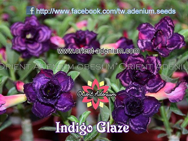 Rosa do Deserto Enxerto Indigo Glaze Muda Baby