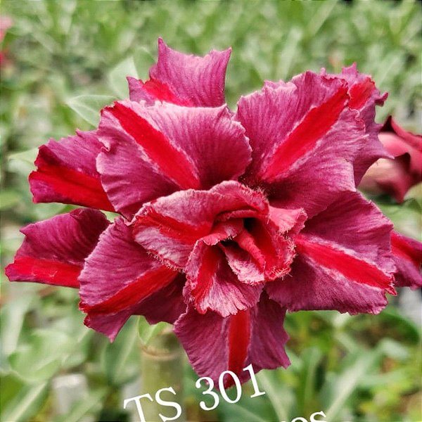 Rosa do Deserto TS-301 Enxerto em Estaca