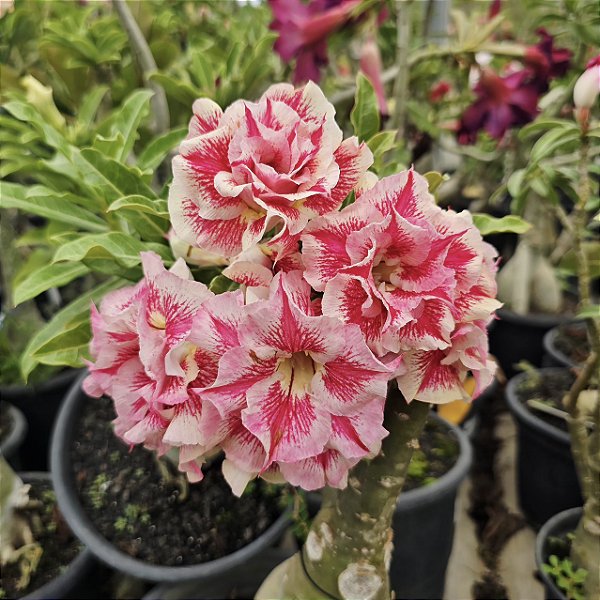 Rosa do Deserto Enxerto Chapadense