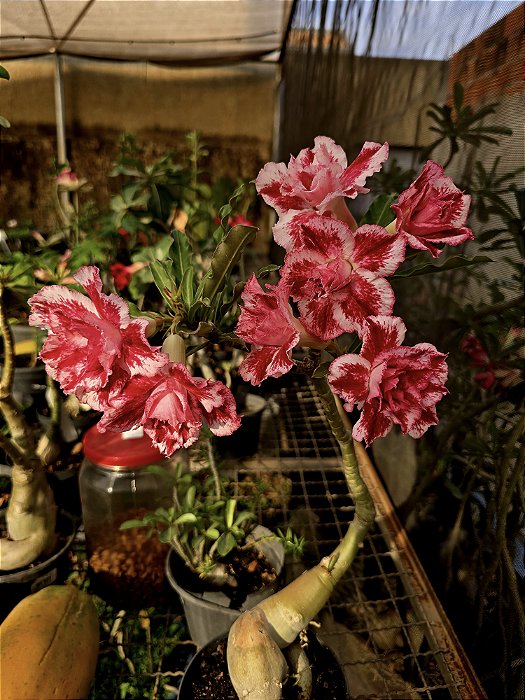 Rosa do Deserto Enxerto Peach Pop Muda Baby