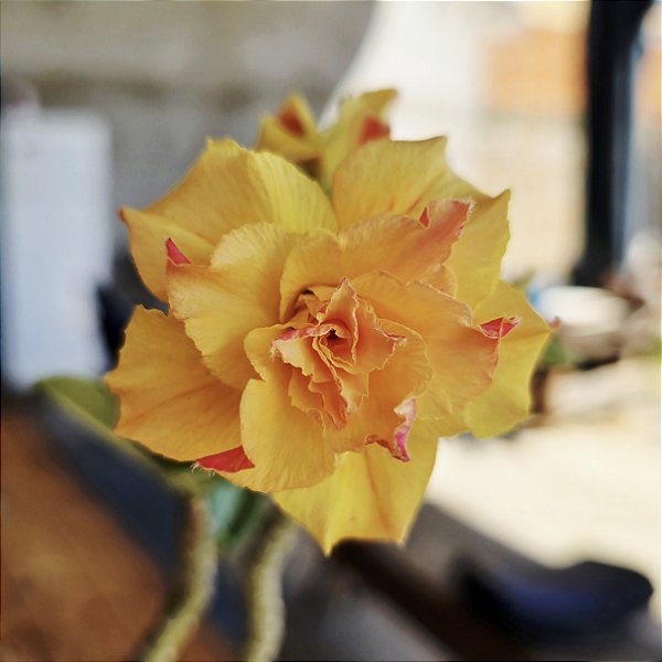 Rosa do Deserto Enxerto L-20 Muda Baby Amarela