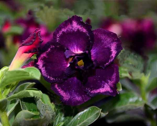 Rosa do Deserto Enxerto Via Láctea Muda Baby