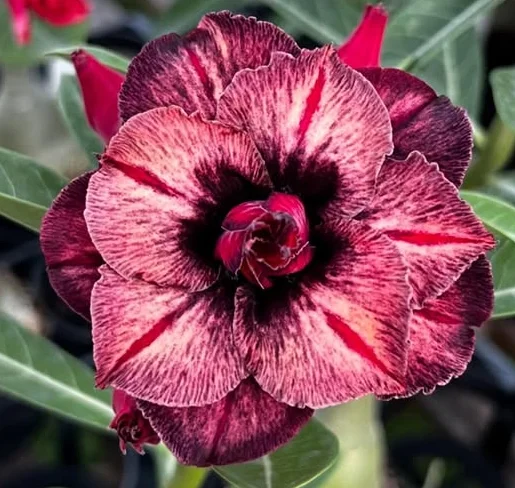Rosa do Deserto Enxerto Fenix pra matriz