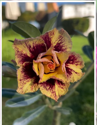 Rosa do Deserto Enxerto Curcuma pra matriz