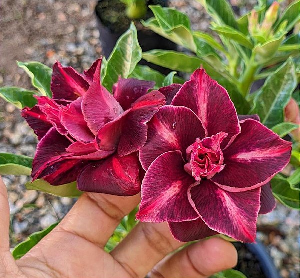 Rosa do Deserto Enxerto dakota pra matriz
