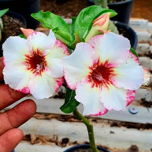 Matriz Rosa do Deserto NR-12 Enxertada
