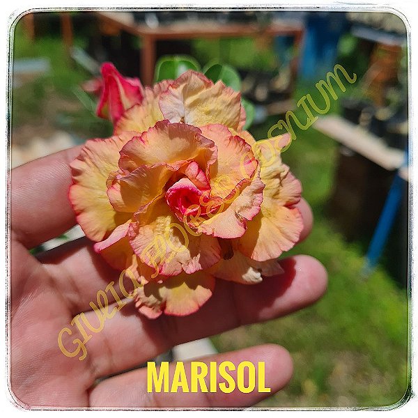 Rosa do Deserto Enxerto Marissol matriz
