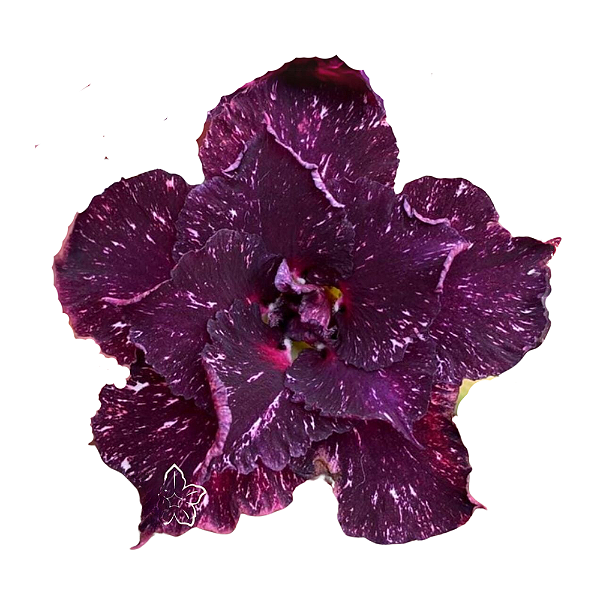 Rosa do Deserto Enxerto Céu Estrelado matriz