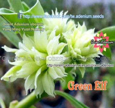 Rosa do Deserto Enxerto Green Elf matriz