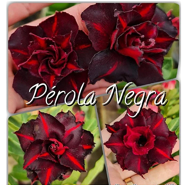 Rosa do Deserto Enxerto Pérola Negra matriz