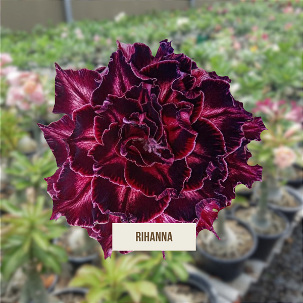 Rosa do Deserto Enxerto Rihanna matriz