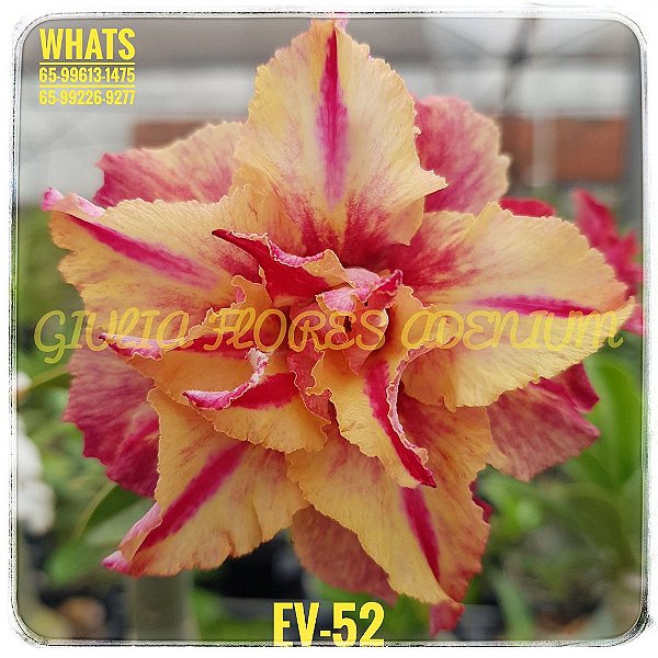 DUPLICADO - Rosa do Deserto Enxerto EV-52