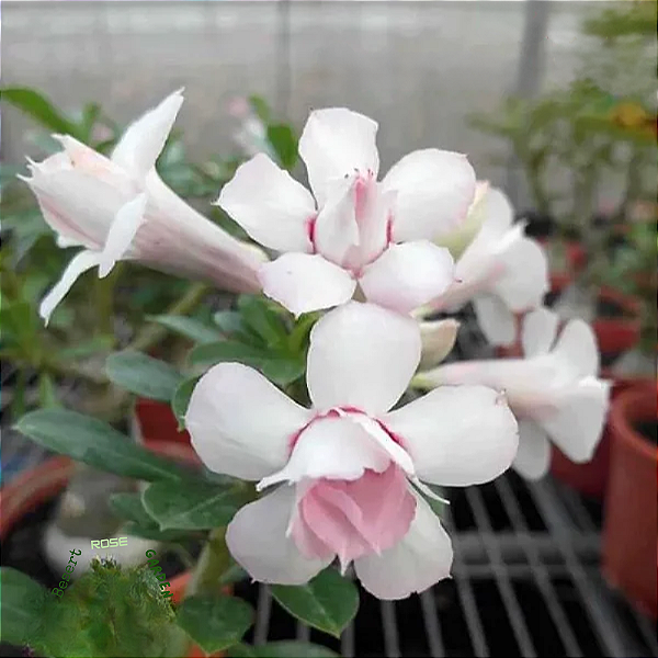 Matriz Rosa do Deserto Saammuumee RC-036 Enxertada