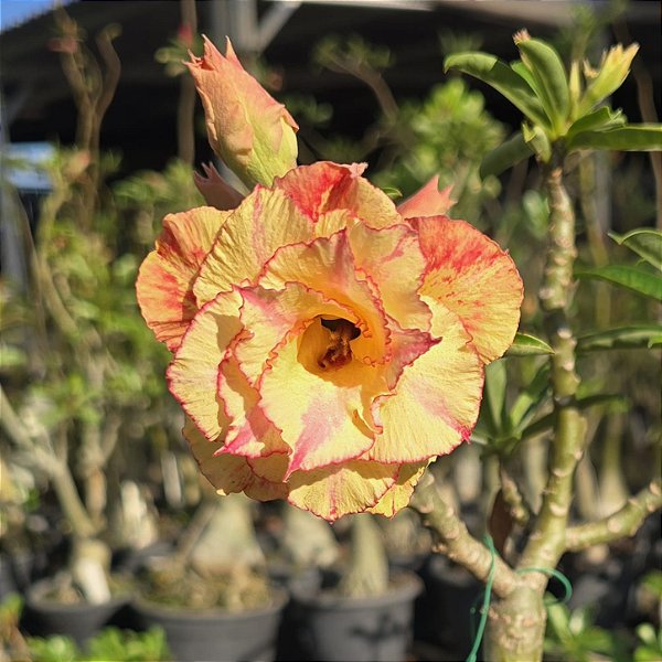 Rosa do Deserto Enxerto Lm-44 Matizada Muda Baby