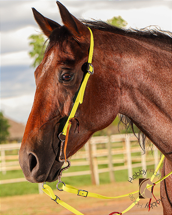 Cabeçada de uma orelha em silicone amarelo