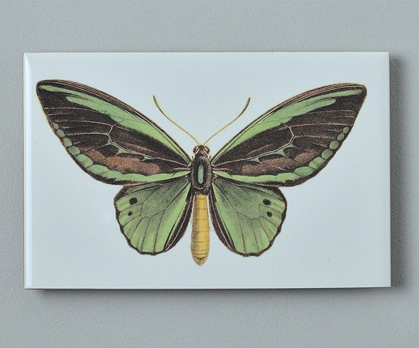 Azulejo Borboleta