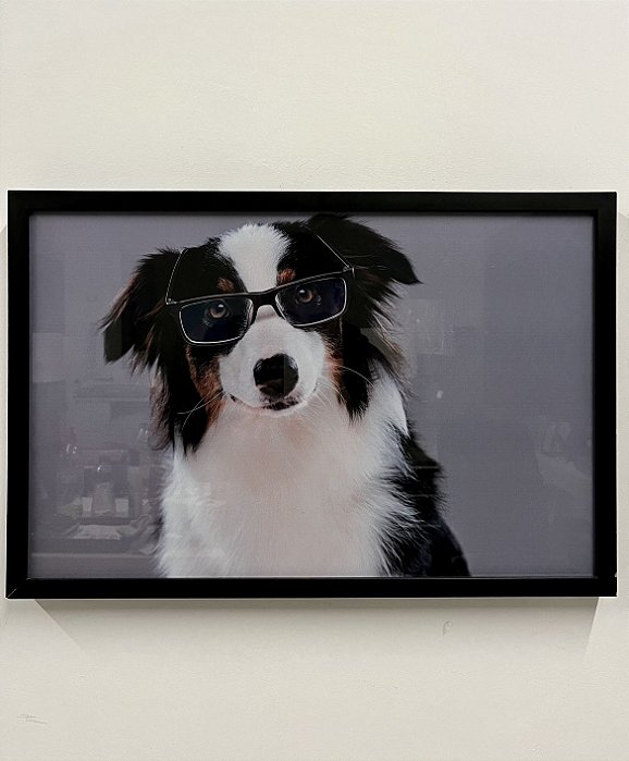 Quadro Cachorro Border Collie 51x34 - Artesanal (Apartamento Decorado)