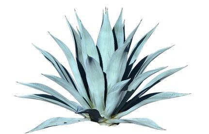 Agave Americana ou Agave Azul