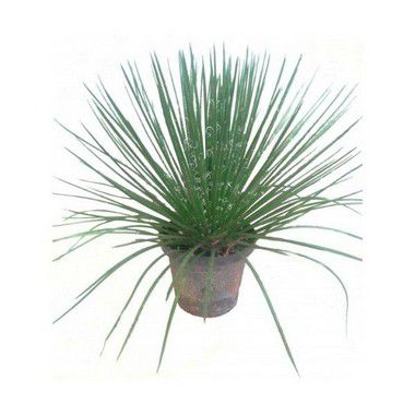 Agave Palito