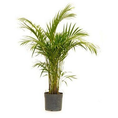 Areca Bambu - 0,70 a 1,00 metros