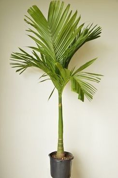 Areca Catechu ou Betel