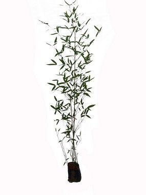 Bambu Caniço