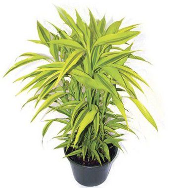 Bambu da Sorte Variegata